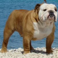 etalon - bulldog - anglais